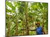 South Pacific, Fiji, Kadavu, Local Fijian Islander Checking His Banana Plantation on Dravuni Island-Paul Harris-Mounted Photographic Print