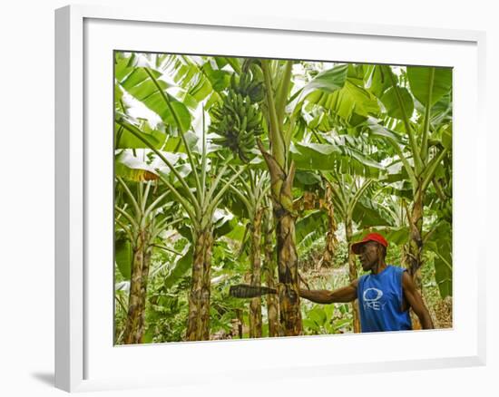 South Pacific, Fiji, Kadavu, Local Fijian Islander Checking His Banana Plantation on Dravuni Island-Paul Harris-Framed Photographic Print