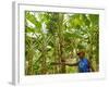 South Pacific, Fiji, Kadavu, Local Fijian Islander Checking His Banana Plantation on Dravuni Island-Paul Harris-Framed Photographic Print