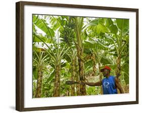 South Pacific, Fiji, Kadavu, Local Fijian Islander Checking His Banana Plantation on Dravuni Island-Paul Harris-Framed Photographic Print