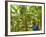 South Pacific, Fiji, Kadavu, Local Fijian Islander Checking His Banana Plantation on Dravuni Island-Paul Harris-Framed Photographic Print