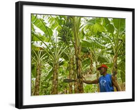 South Pacific, Fiji, Kadavu, Local Fijian Islander Checking His Banana Plantation on Dravuni Island-Paul Harris-Framed Photographic Print