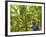 South Pacific, Fiji, Kadavu, Local Fijian Islander Checking His Banana Plantation on Dravuni Island-Paul Harris-Framed Photographic Print