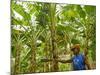 South Pacific, Fiji, Kadavu, Local Fijian Islander Checking His Banana Plantation on Dravuni Island-Paul Harris-Mounted Photographic Print