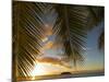 South Pacific, Fiji, Kadavu, Sunset Through Plams from the Beach on Dravuni Island-Paul Harris-Mounted Photographic Print