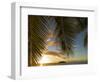 South Pacific, Fiji, Kadavu, Sunset Through Plams from the Beach on Dravuni Island-Paul Harris-Framed Photographic Print