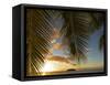 South Pacific, Fiji, Kadavu, Sunset Through Plams from the Beach on Dravuni Island-Paul Harris-Framed Stretched Canvas