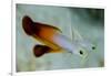 South Pacific, Solomon Islands. Close-up of fire dartfish.-Jaynes Gallery-Framed Photographic Print