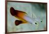 South Pacific, Solomon Islands. Close-up of fire dartfish.-Jaynes Gallery-Framed Photographic Print