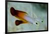 South Pacific, Solomon Islands. Close-up of fire dartfish.-Jaynes Gallery-Framed Photographic Print