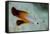 South Pacific, Solomon Islands. Close-up of fire dartfish.-Jaynes Gallery-Framed Stretched Canvas