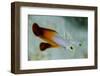 South Pacific, Solomon Islands. Close-up of fire dartfish.-Jaynes Gallery-Framed Photographic Print