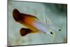 South Pacific, Solomon Islands. Close-up of fire dartfish.-Jaynes Gallery-Mounted Photographic Print