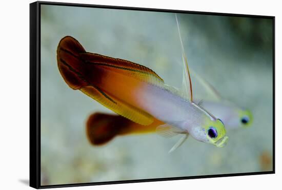 South Pacific, Solomon Islands. Close-up of fire dartfish.-Jaynes Gallery-Framed Stretched Canvas