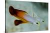 South Pacific, Solomon Islands. Close-up of fire dartfish.-Jaynes Gallery-Stretched Canvas