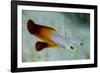 South Pacific, Solomon Islands. Close-up of fire dartfish.-Jaynes Gallery-Framed Photographic Print