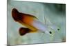 South Pacific, Solomon Islands. Close-up of fire dartfish.-Jaynes Gallery-Mounted Photographic Print