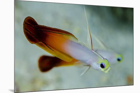 South Pacific, Solomon Islands. Close-up of fire dartfish.-Jaynes Gallery-Mounted Premium Photographic Print