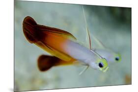 South Pacific, Solomon Islands. Close-up of fire dartfish.-Jaynes Gallery-Mounted Premium Photographic Print