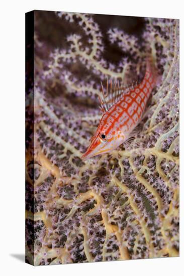 South Pacific, Solomon Islands. Close-up of longnose hawkfish.-Jaynes Gallery-Stretched Canvas