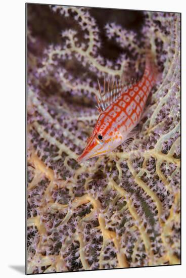 South Pacific, Solomon Islands. Close-up of longnose hawkfish.-Jaynes Gallery-Mounted Photographic Print