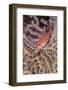 South Pacific, Solomon Islands. Close-up of longnose hawkfish.-Jaynes Gallery-Framed Photographic Print