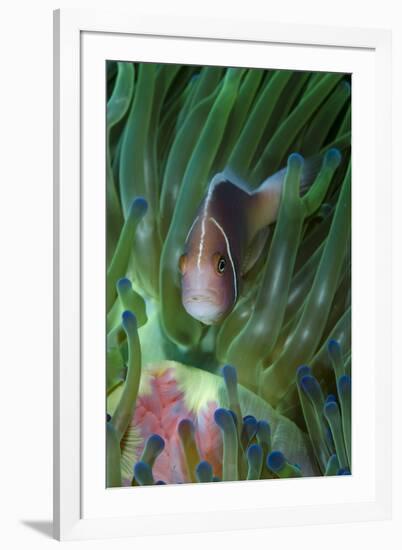 South Pacific, Solomon Islands. Close-up of pink anemonefish in tentacles.-Jaynes Gallery-Framed Photographic Print