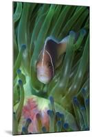 South Pacific, Solomon Islands. Close-up of pink anemonefish in tentacles.-Jaynes Gallery-Mounted Photographic Print