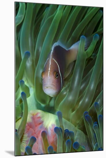 South Pacific, Solomon Islands. Close-up of pink anemonefish in tentacles.-Jaynes Gallery-Mounted Photographic Print