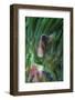 South Pacific, Solomon Islands. Close-up of pink anemonefish in tentacles.-Jaynes Gallery-Framed Photographic Print