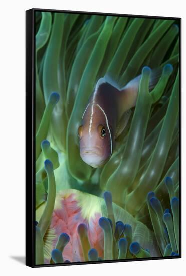 South Pacific, Solomon Islands. Close-up of pink anemonefish in tentacles.-Jaynes Gallery-Framed Stretched Canvas