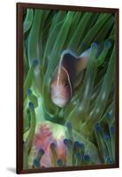 South Pacific, Solomon Islands. Close-up of pink anemonefish in tentacles.-Jaynes Gallery-Framed Photographic Print