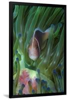 South Pacific, Solomon Islands. Close-up of pink anemonefish in tentacles.-Jaynes Gallery-Framed Photographic Print
