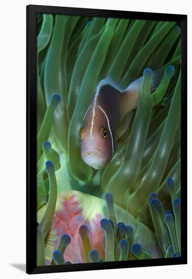 South Pacific, Solomon Islands. Close-up of pink anemonefish in tentacles.-Jaynes Gallery-Framed Photographic Print