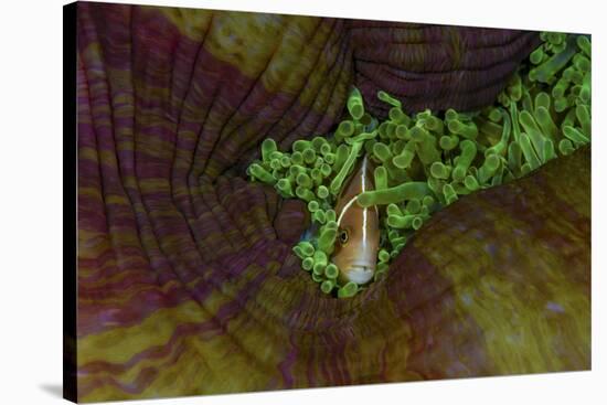 South Pacific, Solomon Islands. Close-up of pink anemonefish.-Jaynes Gallery-Stretched Canvas