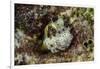 South Pacific, Solomon Islands. Redspotted blenny fish amid coral.-Jaynes Gallery-Framed Photographic Print