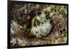 South Pacific, Solomon Islands. Redspotted blenny fish amid coral.-Jaynes Gallery-Framed Photographic Print