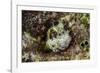 South Pacific, Solomon Islands. Redspotted blenny fish amid coral.-Jaynes Gallery-Framed Photographic Print