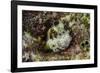 South Pacific, Solomon Islands. Redspotted blenny fish amid coral.-Jaynes Gallery-Framed Photographic Print