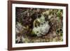 South Pacific, Solomon Islands. Redspotted blenny fish amid coral.-Jaynes Gallery-Framed Photographic Print