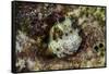 South Pacific, Solomon Islands. Redspotted blenny fish amid coral.-Jaynes Gallery-Framed Stretched Canvas