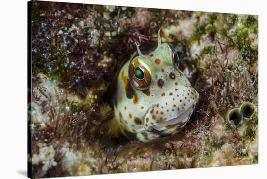 South Pacific, Solomon Islands. Redspotted blenny fish amid coral.-Jaynes Gallery-Stretched Canvas