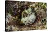 South Pacific, Solomon Islands. Redspotted blenny fish amid coral.-Jaynes Gallery-Stretched Canvas