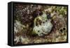 South Pacific, Solomon Islands. Redspotted blenny fish amid coral.-Jaynes Gallery-Framed Stretched Canvas