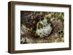 South Pacific, Solomon Islands. Redspotted blenny fish amid coral.-Jaynes Gallery-Framed Photographic Print