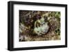 South Pacific, Solomon Islands. Redspotted blenny fish amid coral.-Jaynes Gallery-Framed Photographic Print