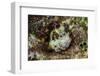 South Pacific, Solomon Islands. Redspotted blenny fish amid coral.-Jaynes Gallery-Framed Photographic Print