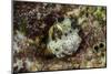 South Pacific, Solomon Islands. Redspotted blenny fish amid coral.-Jaynes Gallery-Mounted Photographic Print