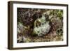 South Pacific, Solomon Islands. Redspotted blenny fish amid coral.-Jaynes Gallery-Framed Photographic Print