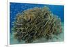 South Pacific, Solomon Islands. Schooling baitfish and coral.-Jaynes Gallery-Framed Photographic Print